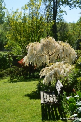 rosier de banks,jardin,cygnes,osier 055.JPG