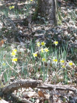 nicky et les jonquilles 033.JPG