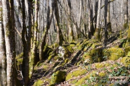 bouquet,pt jonquilles,bord Dordogne 071.JPG