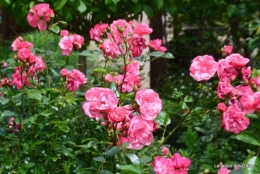 les roses au jardin 027.JPG