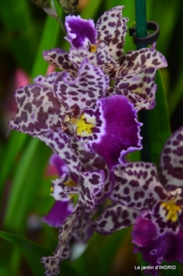 Orchidées,Noel jardiland,lever du soleil 028.JPG