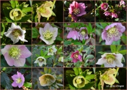 2022-02-06 helebores,perce neige,chevreuils.jpg