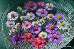 les asters,les dahlias