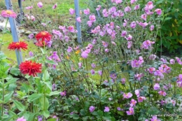 jardin Mme Perichou,grandes fleurs,bouquet,jardin 033.JPG