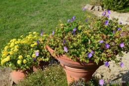 jardin Mme Perichou,grandes fleurs,bouquet,jardin 026.JPG