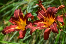 jardin,papillons,Cadouin,légumes,Sophie, 072.JPG