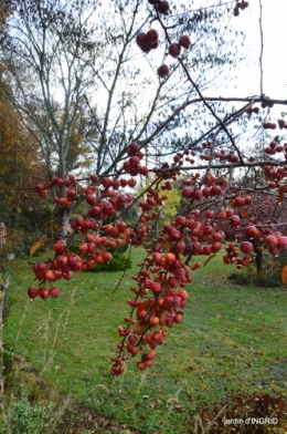 fin de l'automne,Lalinde,bouquet de l'avent 098.JPG