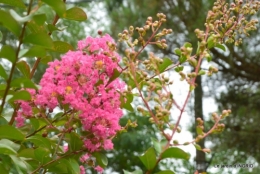 tour de France,jardinde Mme Peyrichou 027.JPG