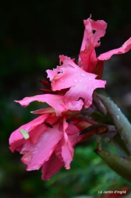 les tons roses,choux frisés,automne 025.JPG