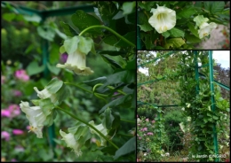 2016-09-13 bouquet,jardin de Monet,les vaches,Pourville sur mer12.jpg