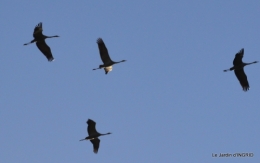 Grues et plantes à Ciron 035.JPG