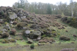 la Sedelle,étang de Riault,cyclamens 075.jpg