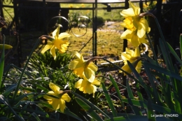 jonquilles,oiseaux avec noix,taille arbres,jardin 042.JPG