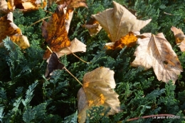 canal,automne,tonte des feuilles 008.JPG