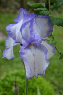 serre,iris,ancolie,iriseraie Papon,moulin 072.JPG