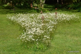 jardin avril et mai, 107.JPG