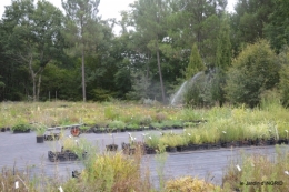 chez Willy,jardin 012.JPG