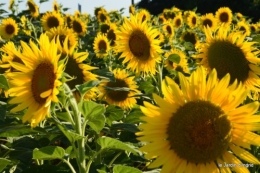 tournesols,podium,Lucas,jardin,Calès 060.JPG