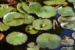 rosier de banks,jardin,cygnes,osier 080.JPG