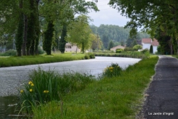 canal,fleurs blanches,marguerites,LE FLEIX,osier 063.JPG