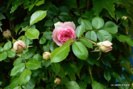 géraniums,glycine Monpazier,cabane,arums,fleurs sauvages 176.JPG