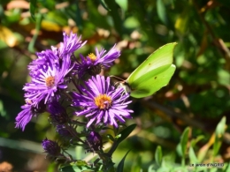 papillons,couleurs d'automne,Bernadette,pluie 056.JPG