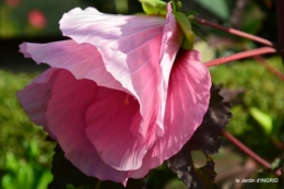 Ines,bouquet,hibiscus rose,cygnes,jardin 107.JPG