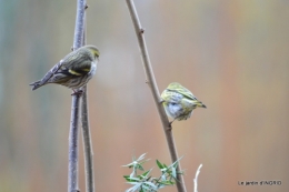 première neige,givre,chemins colline,oiseaux 099.JPG