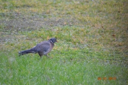 mésange charbonnière