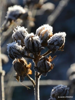 Mompazier,oiseaux,givre 080.JPG