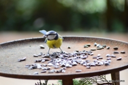 première neige,givre,chemins colline,oiseaux 078.JPG