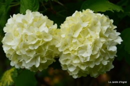 géraniums,glycine Monpazier,cabane,arums,fleurs sauvages 149.JPG