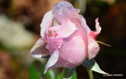 taille,arbustes,poinsettia,décos 030.JPG