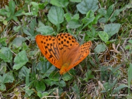 jardin,papillons,Cadouin,légumes,Sophie, 021.JPG