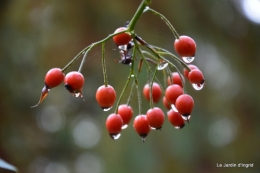 jardin serre bucher automne 017.JPG