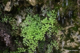 la Roque Gageac,Ines,jardin 078.JPG