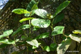 citrouille fleurie,décos jardin,automne 094.JPG