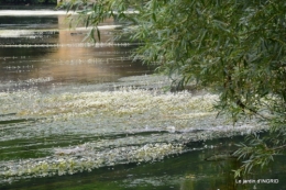 sentier des cygnes,hémérocalles,bouquet,jardin 114.JPG