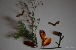 matin d'hiver,tableaux de fleurs janvier 047.JPG
