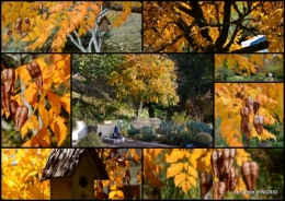 2015-10-21 automne, décos cucurbitacées,jardin.jpg