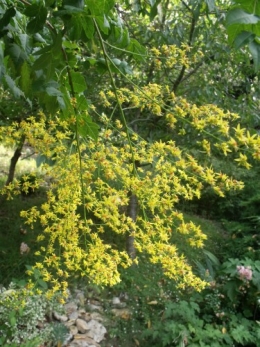 été,dahlia,lantana,bouillon blanc,platycodon