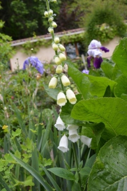 rosiers,fleurs blanches,pollen,magasin 036.JPG