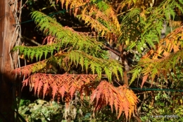 rhus,colline,buis taillé,noix,manthe religieuse,bouquet 079.JPG