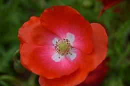 coquelicots,pivoines ,moi moi,roses 008.JPG