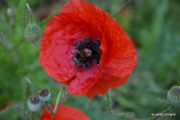 coquelicots,les filles,les Anglais visite,bébette 001.JPG