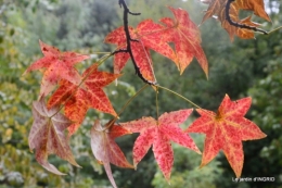 papillons,couleurs d'automne,Bernadette,pluie 120.JPG