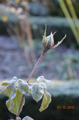 bourdon,givre,le chat 080.JPG