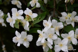 canal,fleurs blanches,marguerites,LE FLEIX,osier 041.JPG