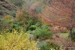 la Sedelle,étang de Riault,cyclamens 051.JPG