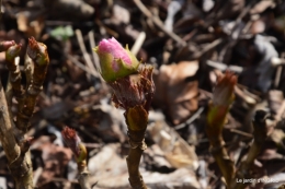 jonquilles